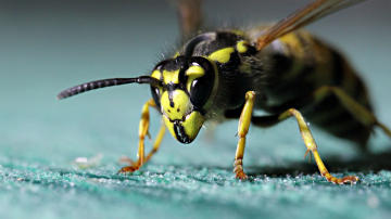 Wallpaper thumb: European Wasp